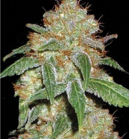 Black Domina | TanieSianie.pl