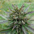 Kickass Auto - KANNABIA SEED
