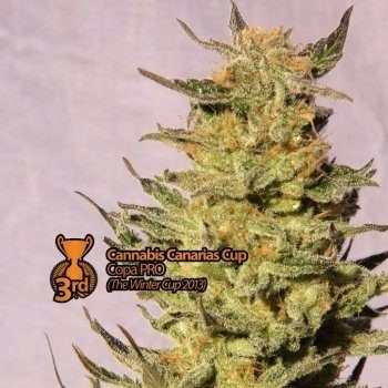 Kreamy Karamel - KANNABIA SEED | TanieSianie.pl