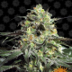 Peyote Cookies - BARNEY'S FARM | TanieSianie.pl