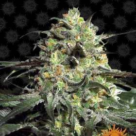 Peyote Cookies - BARNEY'S FARM | TanieSianie.pl