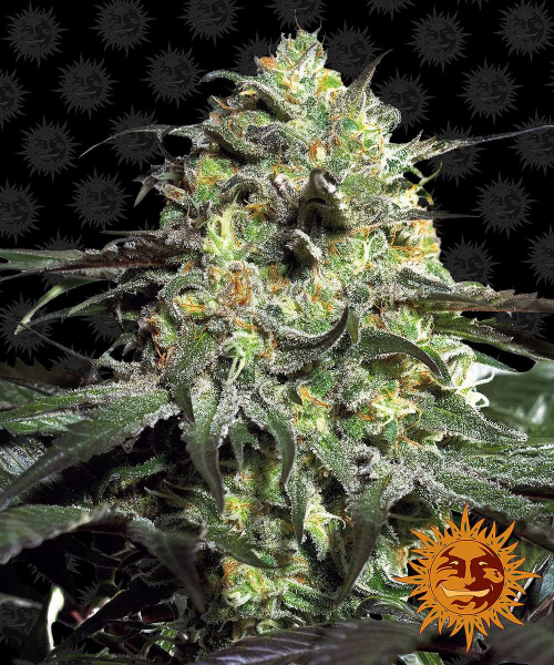 Peyote Cookies - BARNEY'S FARM | TanieSianie.pl