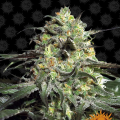 Peyote Cookies - BARNEY'S FARM