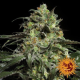 Peyote Cookies - BARNEY'S FARM | TanieSianie.pl