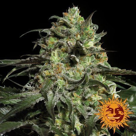 Peyote Cookies - BARNEY'S FARM | TanieSianie.pl