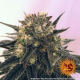 Peyote Cookies - BARNEY'S FARM | TanieSianie.pl