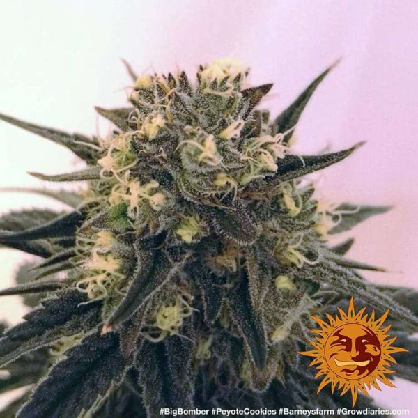Peyote Cookies - BARNEY'S FARM | TanieSianie.pl