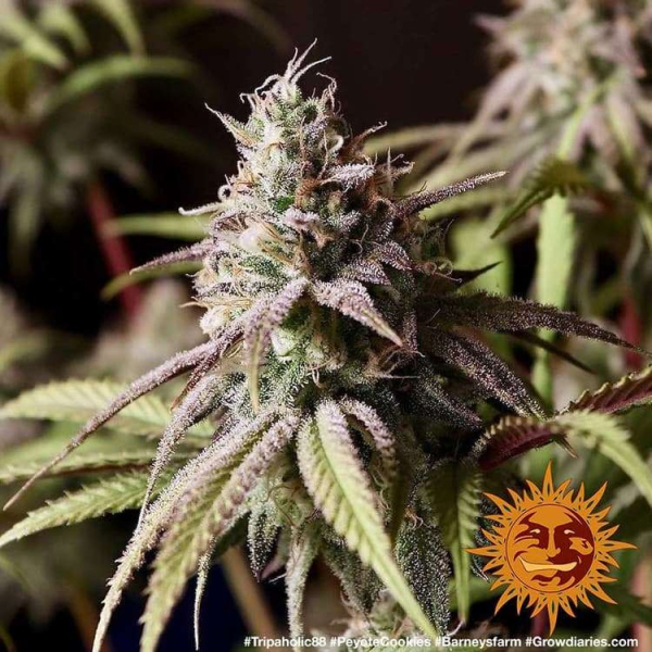 Peyote Cookies - BARNEY'S FARM | TanieSianie.pl