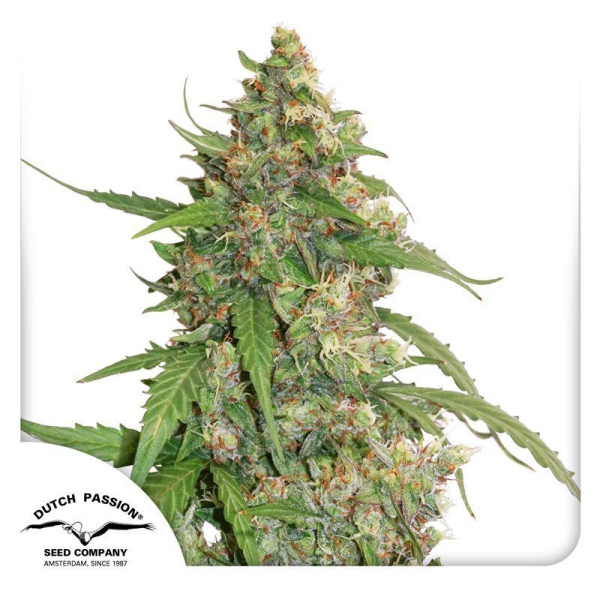 CBD Auto Compassion Lime - DUTCH PASSION | TanieSianie.pl