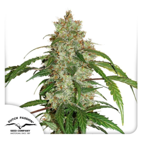 CBD Auto White Widow - DUTCH PASSION | TanieSianie.pl