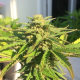 CBD Auto White Widow - DUTCH PASSION | TanieSianie.pl