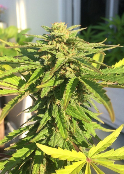 CBD Auto White Widow - DUTCH PASSION | TanieSianie.pl