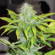 CBD Auto White Widow - DUTCH PASSION | TanieSianie.pl
