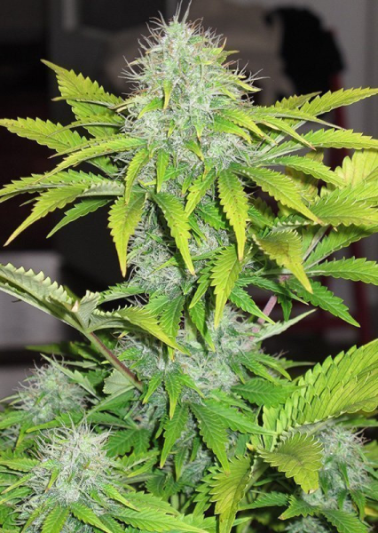 CBD Auto White Widow - DUTCH PASSION | TanieSianie.pl
