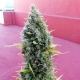 Royal Bluematic Automatic - ROYAL QUEEN SEEDS | TanieSianie.pl