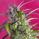 Crystal Candy Auto - SWEET SEEDS | TanieSianie.pl