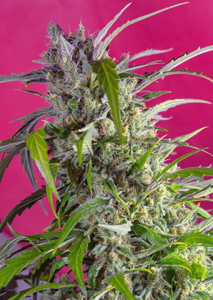 Crystal Candy Auto - SWEET SEEDS | TanieSianie.pl