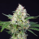 Crystal Candy Auto - SWEET SEEDS | TanieSianie.pl