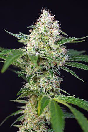 Crystal Candy Auto - SWEET SEEDS | TanieSianie.pl