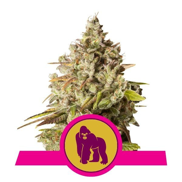 Royal Gorilla - ROYAL QUEEN SEEDS | TanieSianie.pl