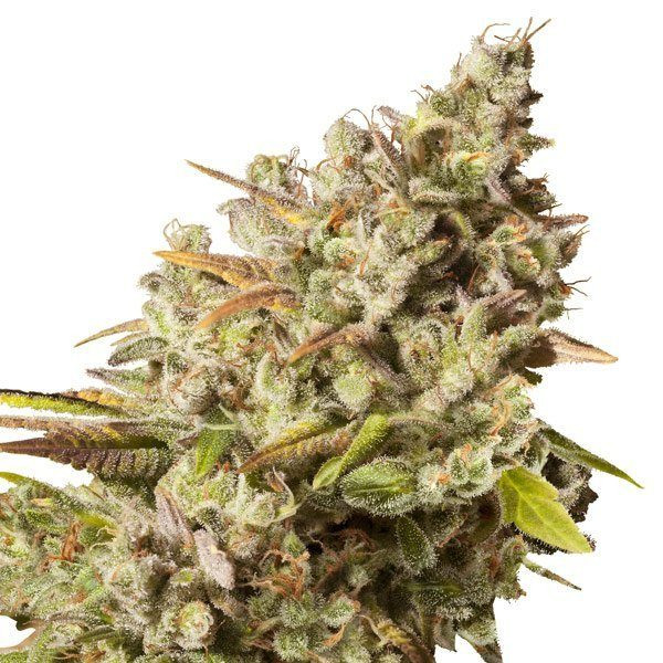 Royal Gorilla - ROYAL QUEEN SEEDS | TanieSianie.pl