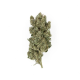 Royal Gorilla - ROYAL QUEEN SEEDS | TanieSianie.pl