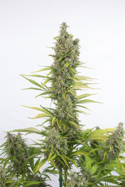 Amnesia Auto CBD - DINAFEM | TanieSianie.pl