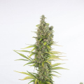 Amnesia Auto CBD - DINAFEM