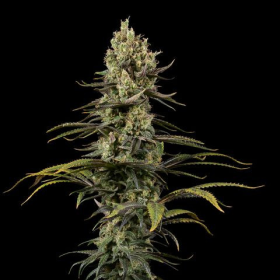 Early Amnesia CBD - DINAFEM | TanieSianie.pl