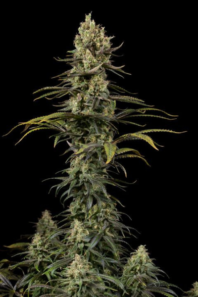 Early Amnesia CBD - DINAFEM | TanieSianie.pl