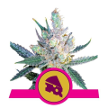 Royal Cheese (Fast Version) - ROYAL QUEEN SEEDS