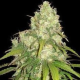 CBD Tonic - WORLD OF SEEDS | TanieSianie.pl