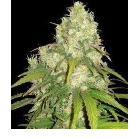CBD Tonic - WORLD OF SEEDS | TanieSianie.pl