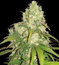 CBD Tonic - WORLD OF SEEDS | TanieSianie.pl