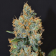 Tonic Ryder CDB - WORLD OF SEEDS | TanieSianie.pl