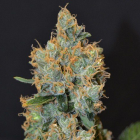 Tonic Ryder CDB - WORLD OF SEEDS | TanieSianie.pl