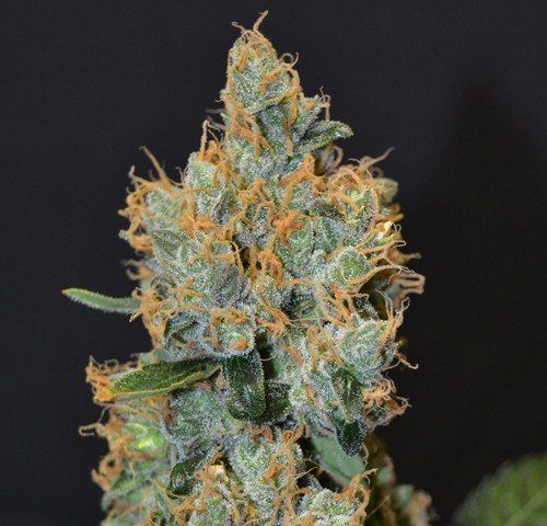 Tonic Ryder CDB - WORLD OF SEEDS | TanieSianie.pl