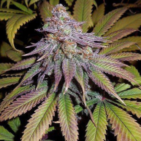 Bubba Hash - ACE SEEDS | TanieSianie.pl
