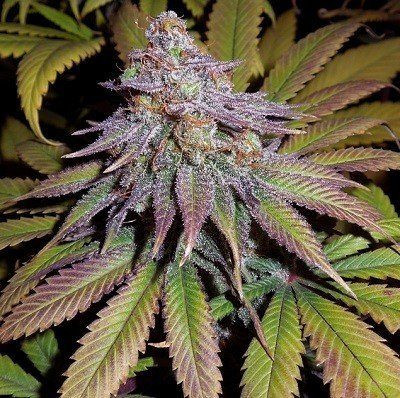 Bubba Hash - ACE SEEDS | TanieSianie.pl