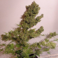 Auto Malawi x Northern Lights - ACE SEEDS