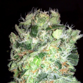 Edam Bomb - BOMB SEEDS | TanieSianie.pl