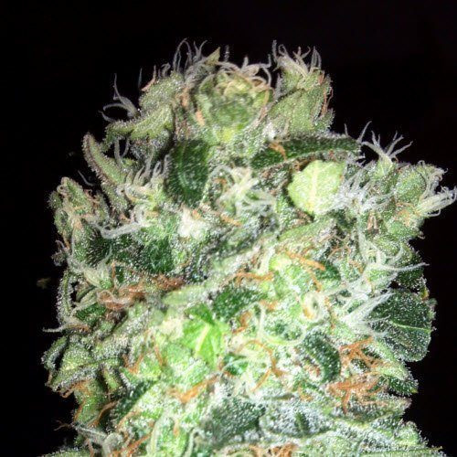 Edam Bomb - BOMB SEEDS | TanieSianie.pl