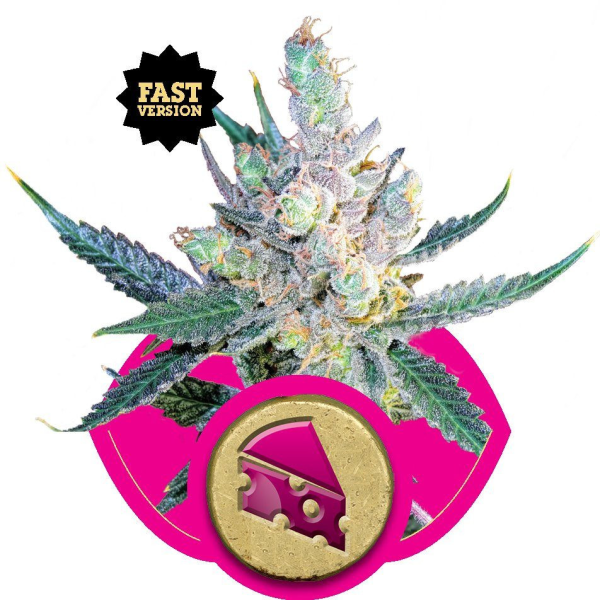 Royal Cheese (Fast Version) - ROYAL QUEEN SEEDS | TanieSianie.pl