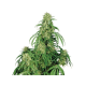 Calamity Jane Auto - BUDDHA SEEDS | TanieSianie.pl