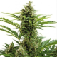 Auto Vesta - BUDDHA SEEDS | TanieSianie.pl