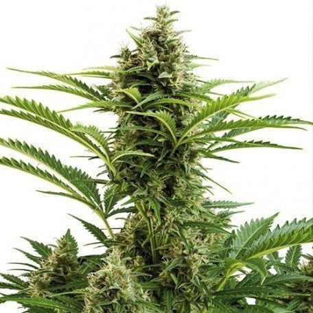 Auto Vesta - BUDDHA SEEDS | TanieSianie.pl