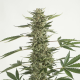 CBD White Widow (Odmiana Medyczna) | TanieSianie.pl