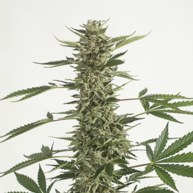 CBD White Widow (Odmiana Medyczna) | TanieSianie.pl