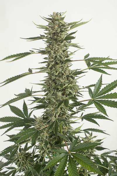 CBD White Widow (Odmiana Medyczna) | TanieSianie.pl
