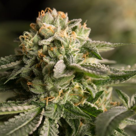 Remo Chemo - DINAFEM | TanieSianie.pl